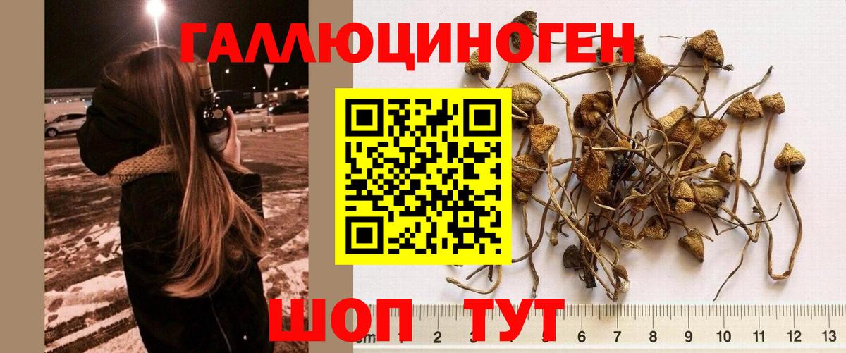 Галлюциногенные грибы Psilocybe  Вход с VPN  Новозыбков 